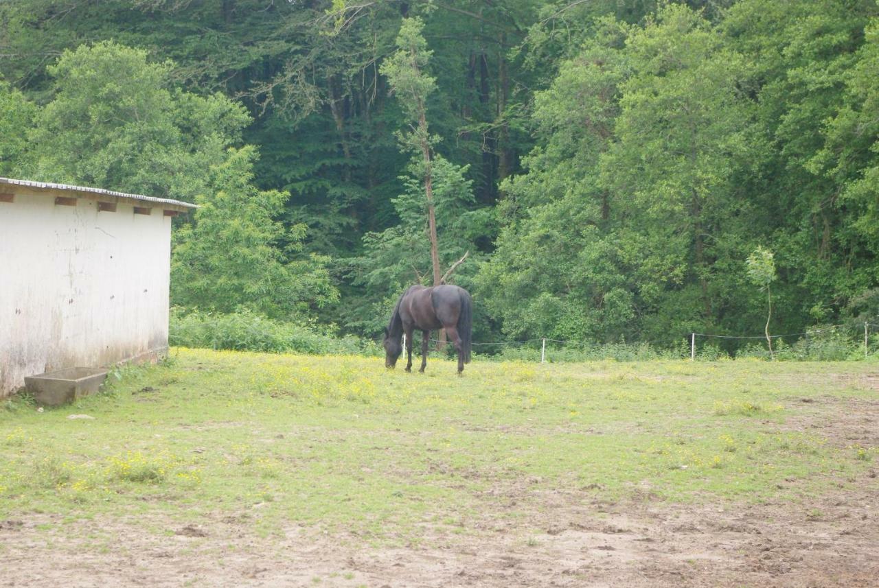 Les Ecuries Du Seque Bed & Breakfast Saint-Martin-de-Seignanx Eksteriør bilde